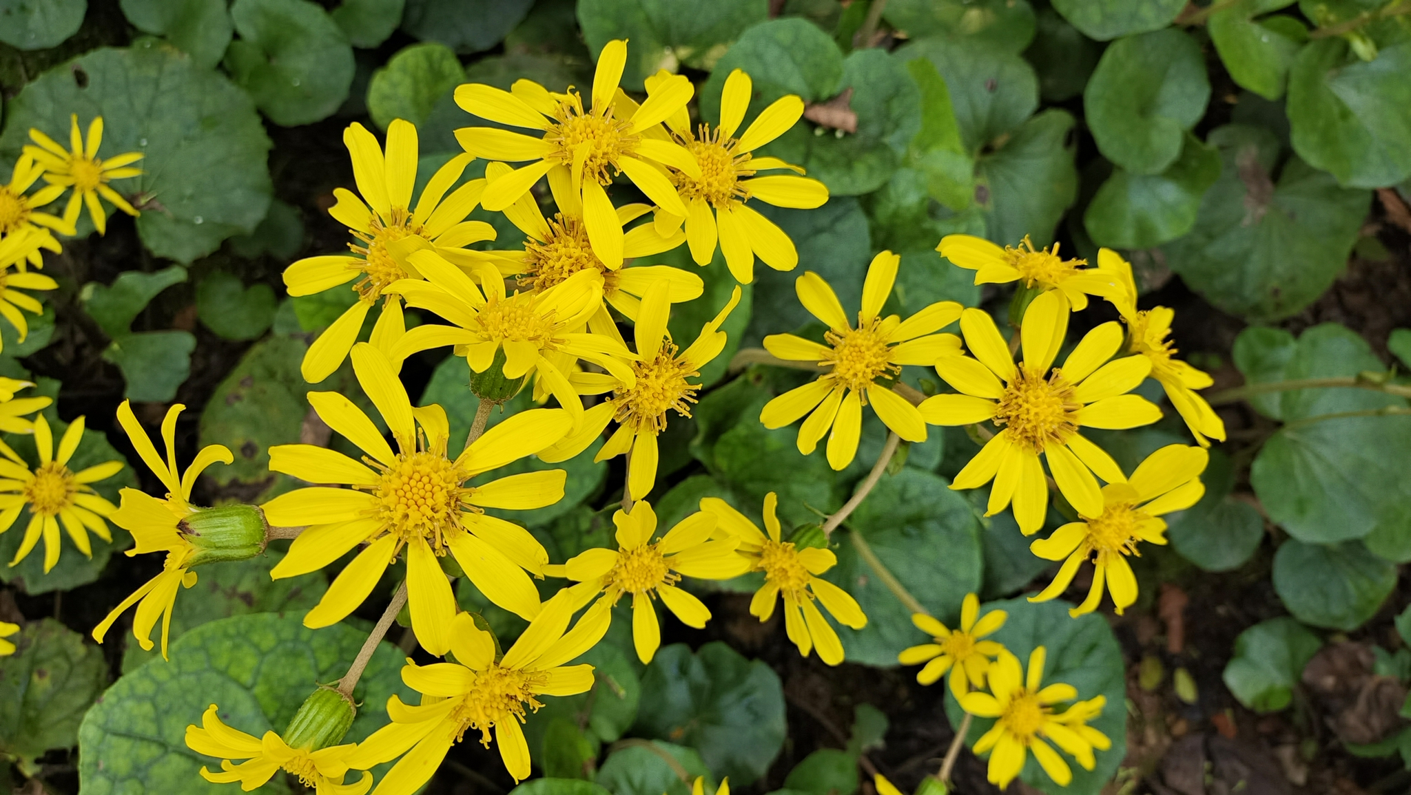 美丽吉安:白鹭洲公园清新亮丽的大吴风草 金黄金黄的超可爱__财经头条