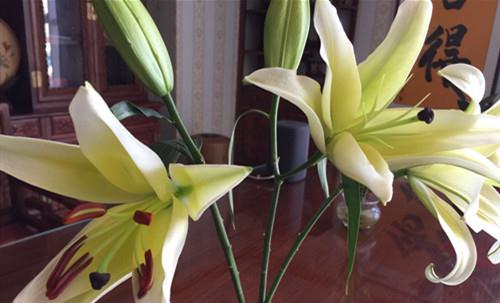 百合花的花朵有的有花粉 而有的没有花粉 这是为什么 财经头条