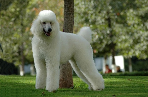 高大上的巨型泰迪犬价格高到6位数饲养费用每月高到4位数