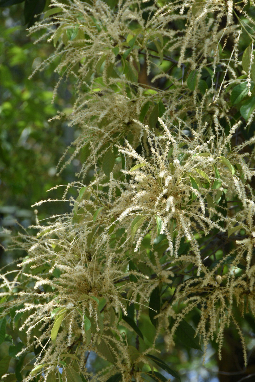 大自然的花儿千姿百态,你看过植物名叫锥的这种像烟花绽放的花吗