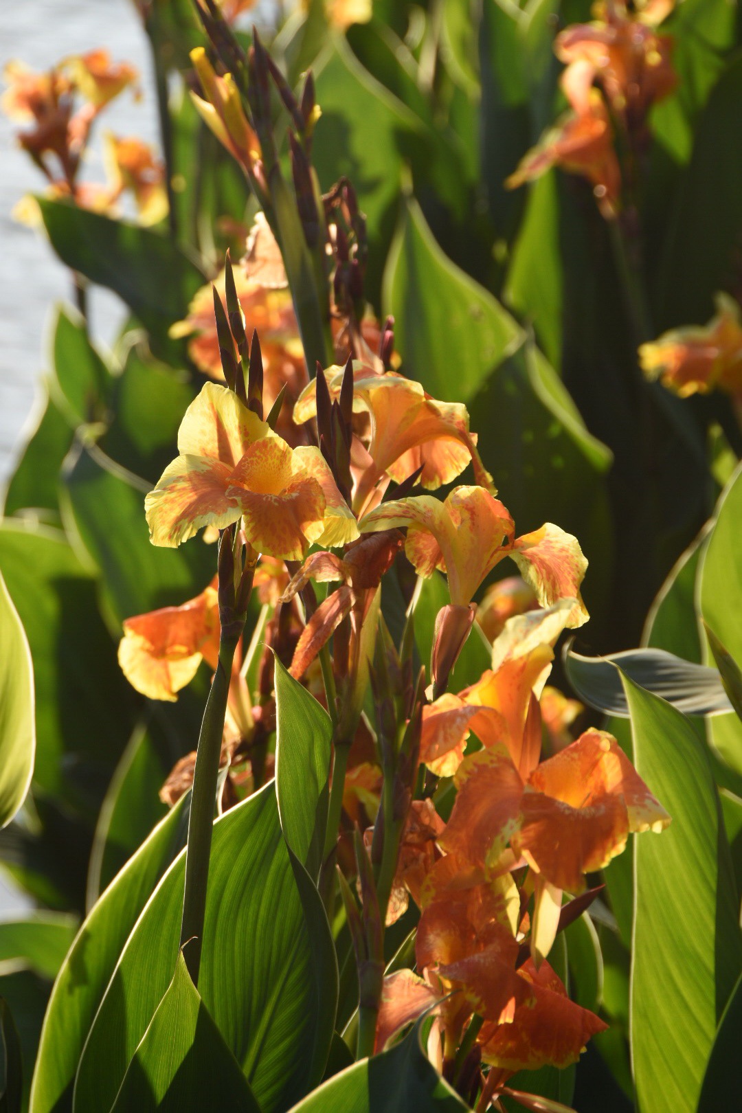 花语坚实的未来——兰花美人蕉