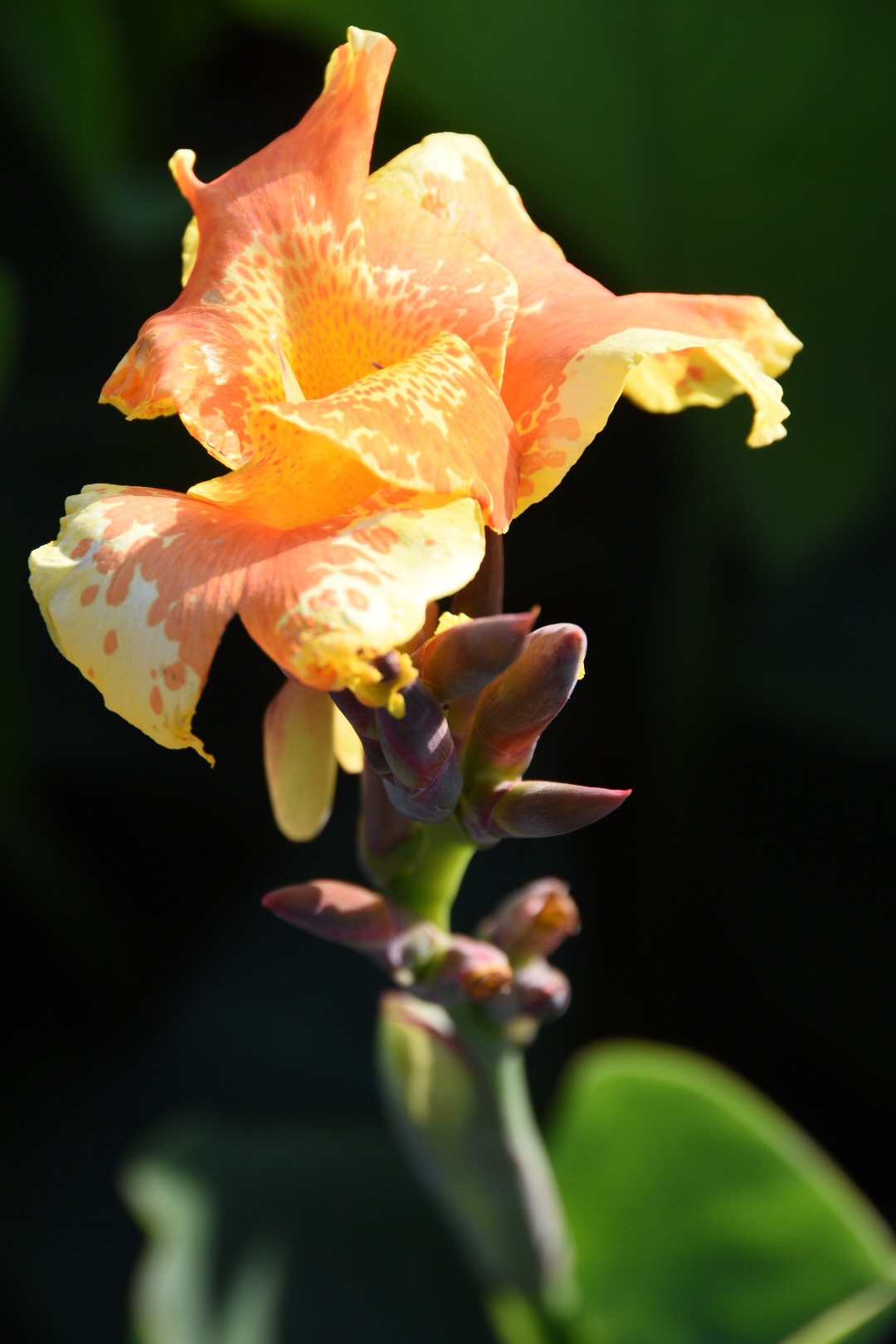 花语坚实的未来——兰花美人蕉