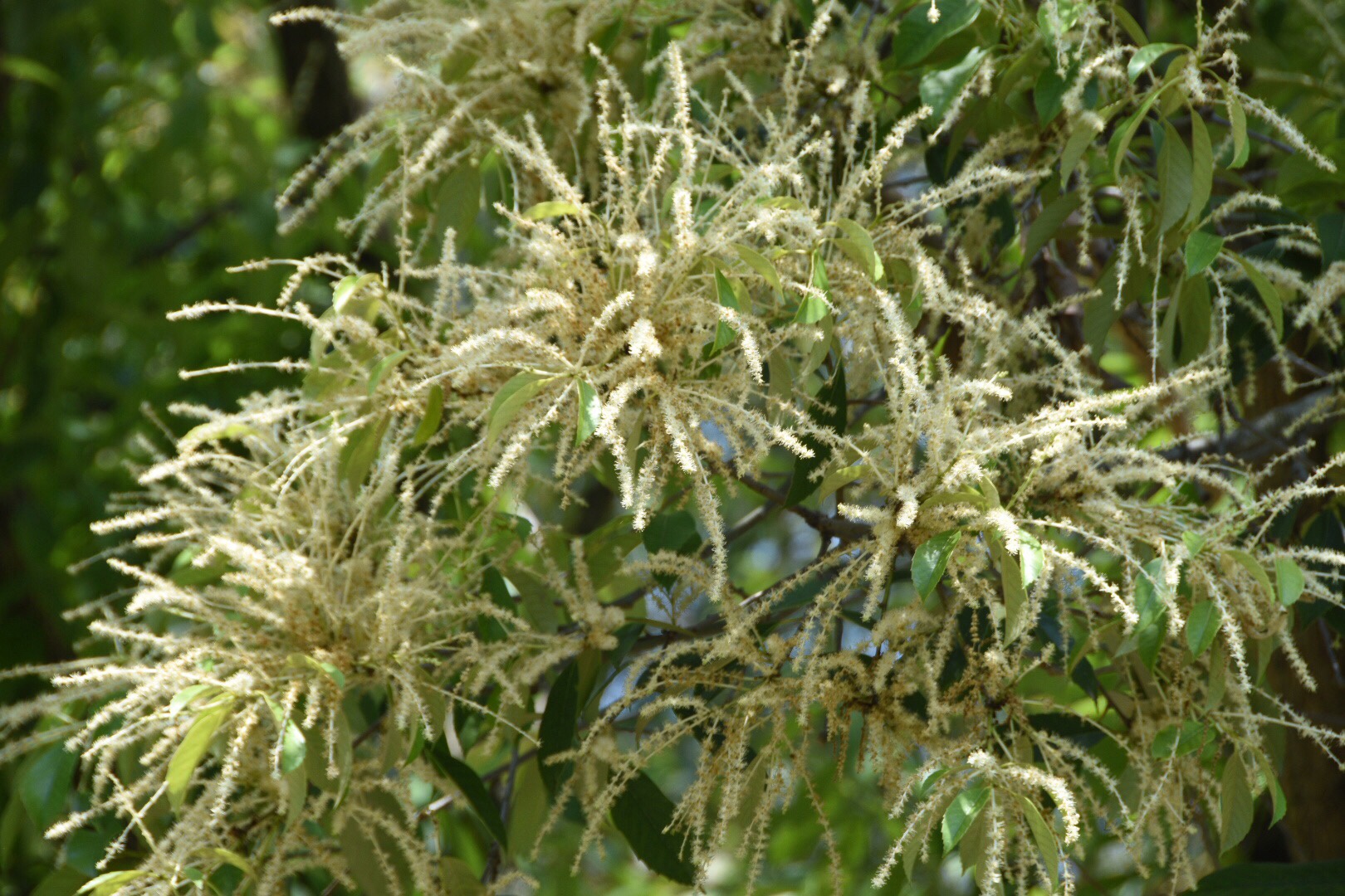 大自然的花儿千姿百态你看过植物名叫锥的这种像烟花绽放的花吗