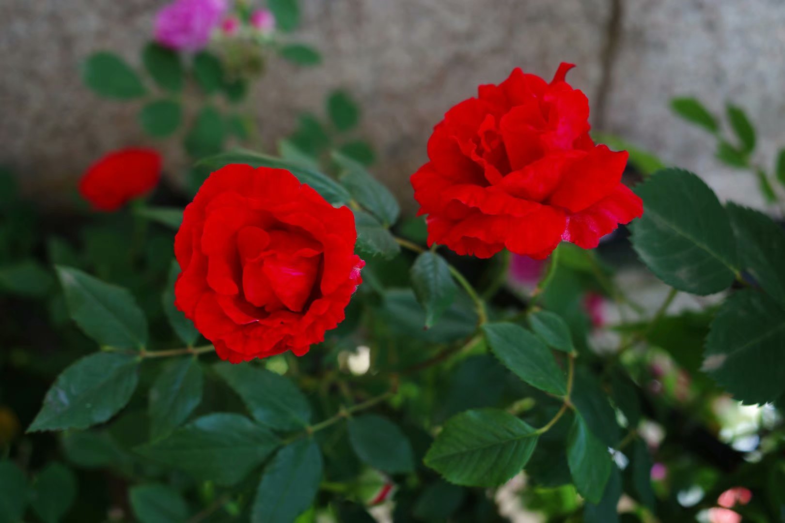 植物花卉 红色蔷薇花_高清图集_新浪网