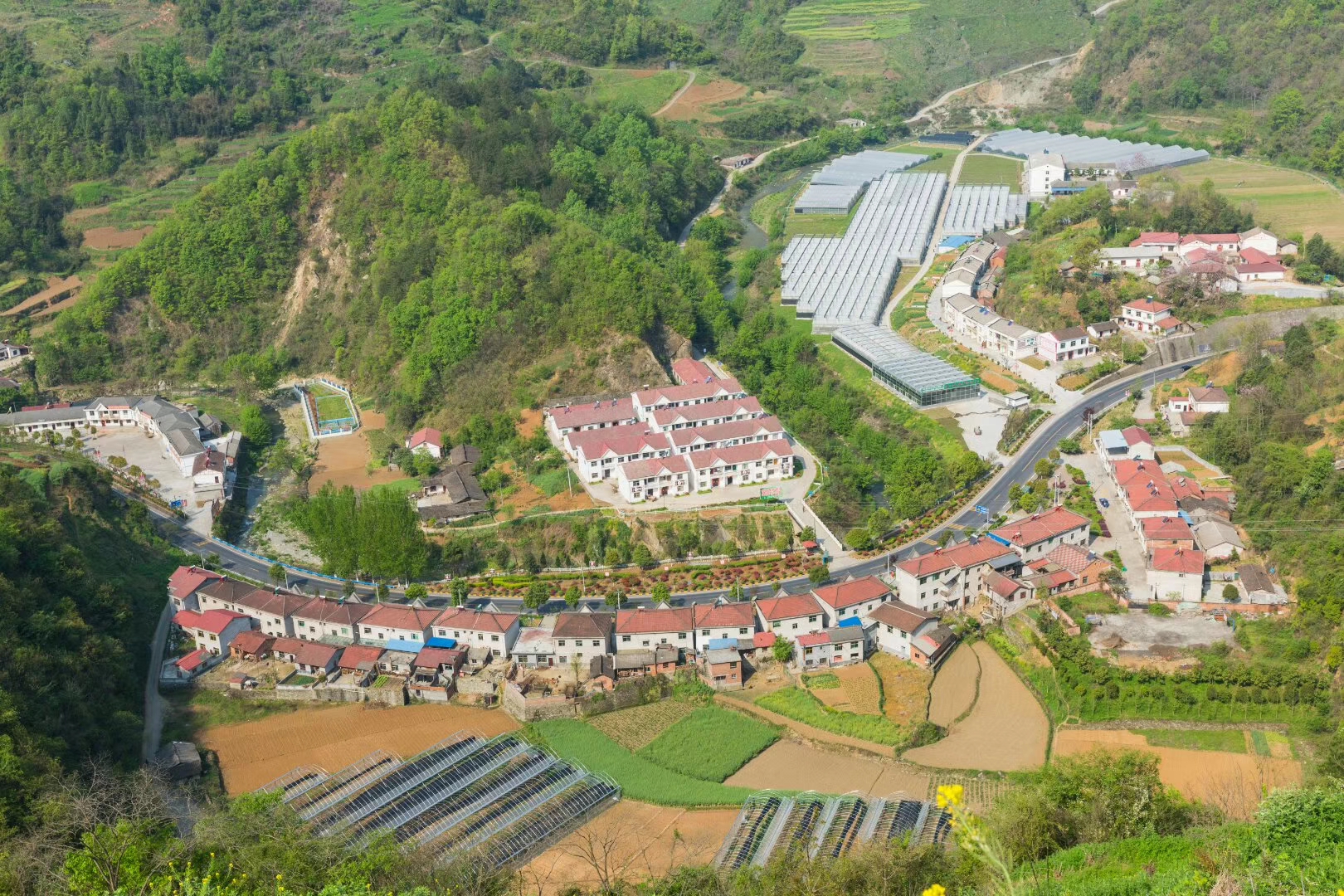 集体有产,饶峰镇光明村6万斤冬桃待认领