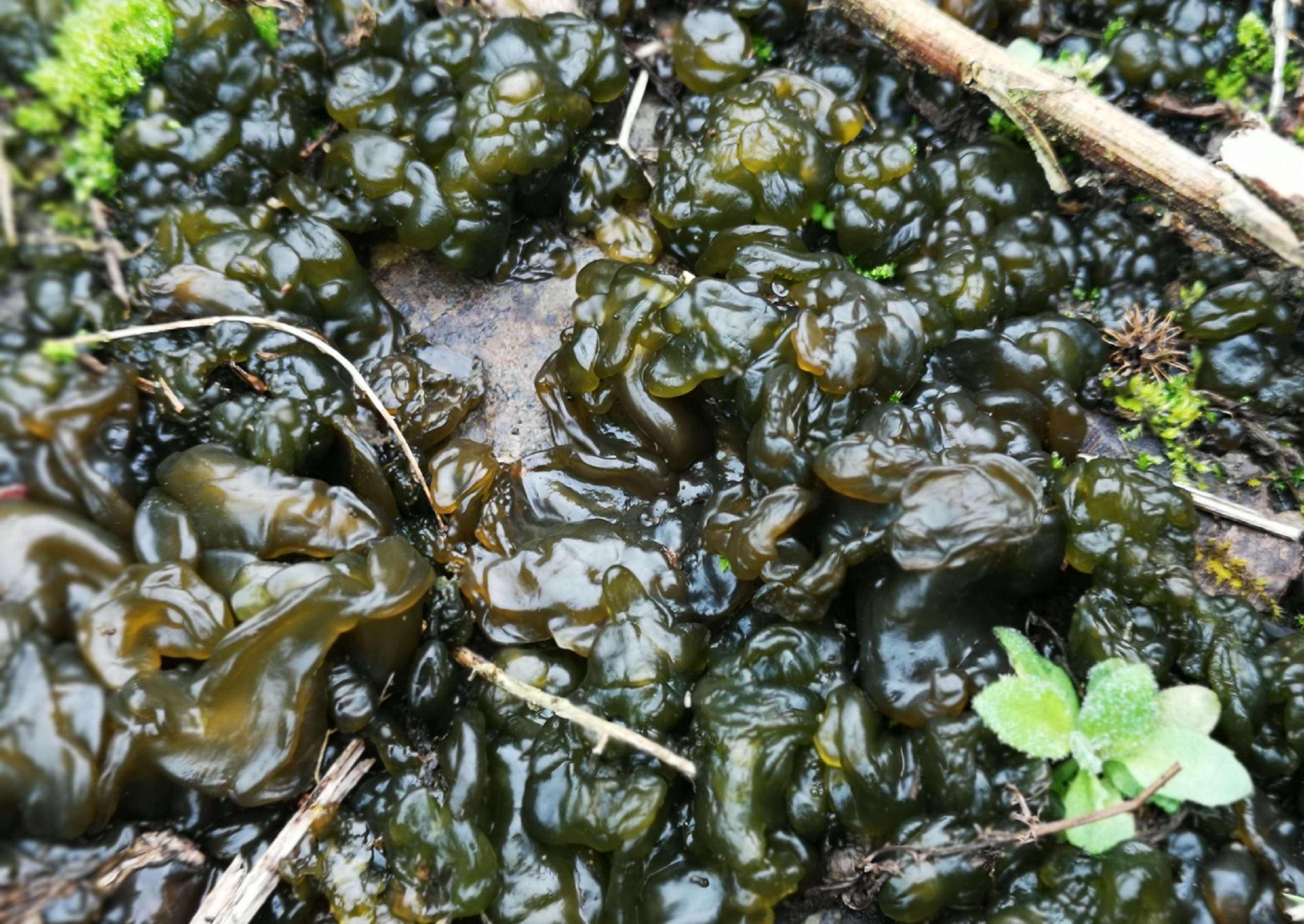 中国特色山野美食地木耳