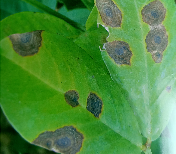 炭疽病可伤害花生叶茎,茎杆,主要危害花生下部叶片,病斑为椭圆形或不