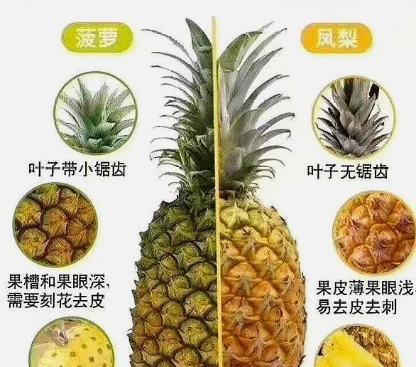 别再傻傻认错了,牢记这3点,一眼就能认出|凤梨|菠萝|内坑_新浪新闻