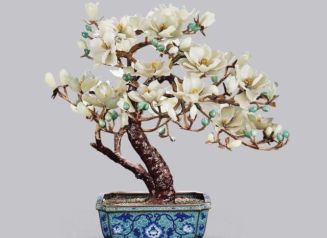 白玉兰盆景最美如何制作怎样养护