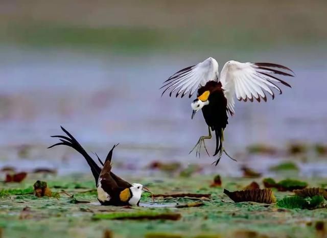 太低调!山东这个宝藏小城自带质感,不输洞庭,欧阳修都被他迷倒休闲区蓝鸢梦想 - Www.slyday.coM 太低调!山东这个宝藏小城自带质感,不输洞庭,欧阳修都被他迷倒休闲区蓝鸢梦想 - Www.slyday.coM