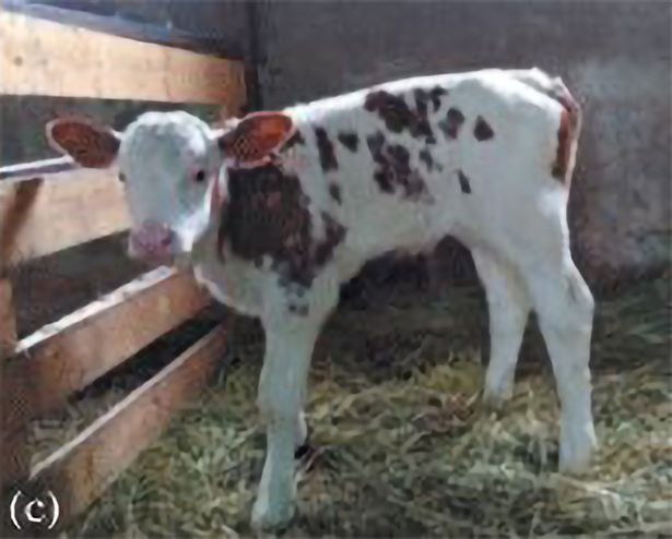 无乳糖奶粉排行_澳优婴儿无乳糖配方食品获证,研发赋能特医食品领域!