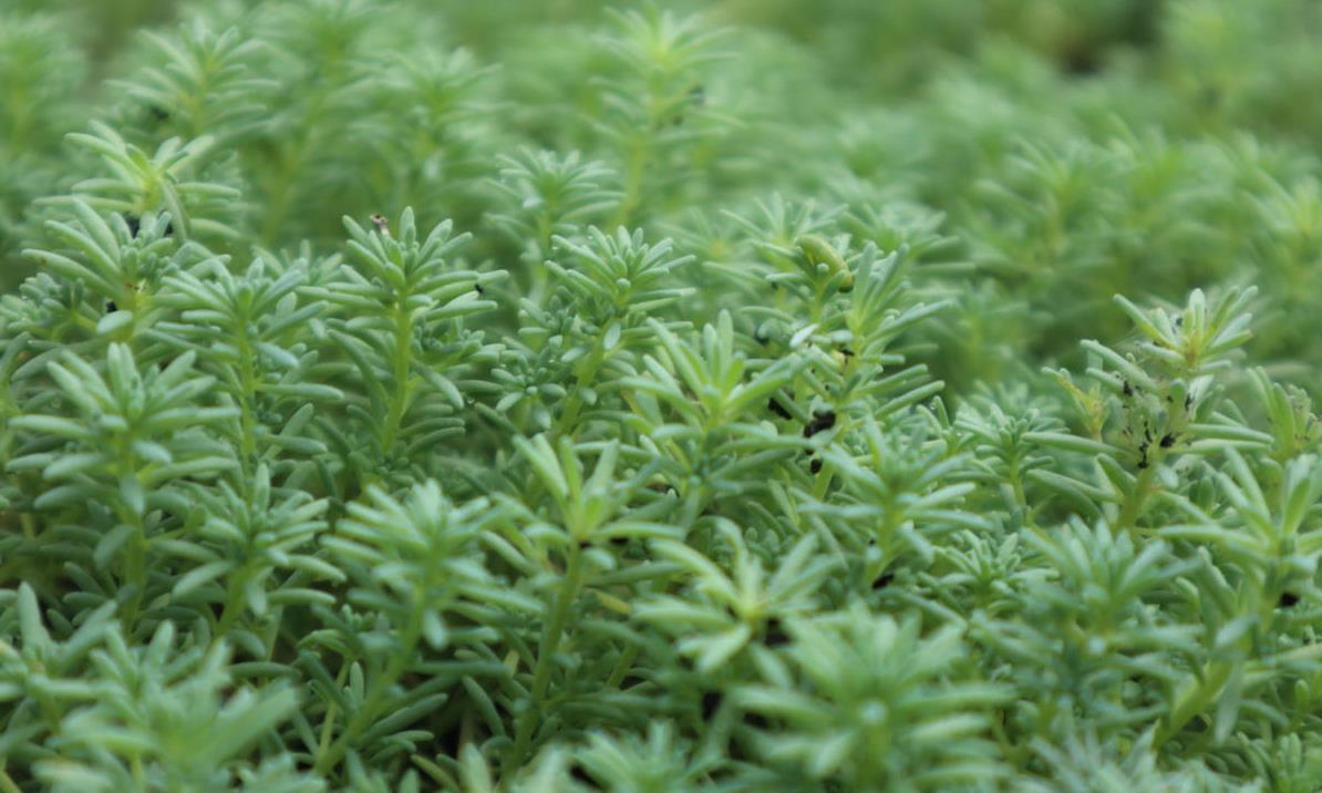 被忽视多年的薄雪万年草,重新回归花友视线,靠的是颜值!