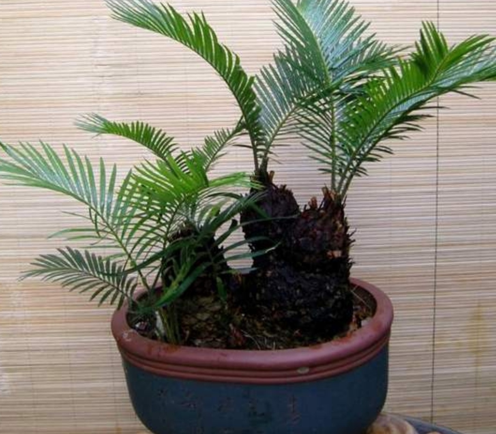 养苏铁盆栽,做好5个方面的养护,才能大量长叶__财经头条