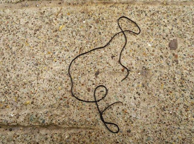 小伙在小溪边捡到"铁丝",邻居爷爷的一席话,却让他后怕不已