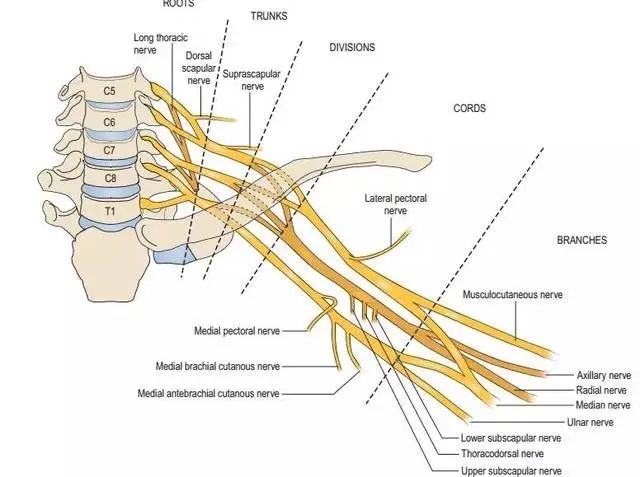 此神经损伤,前锯肌麻痹,表现为"翼状肩",上肢上举困难.