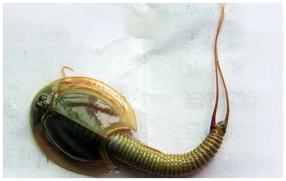 鲎虫属鳃足亚纲,背甲目,鲎虫科,鲎虫属,为淡水生甲壳类动物.