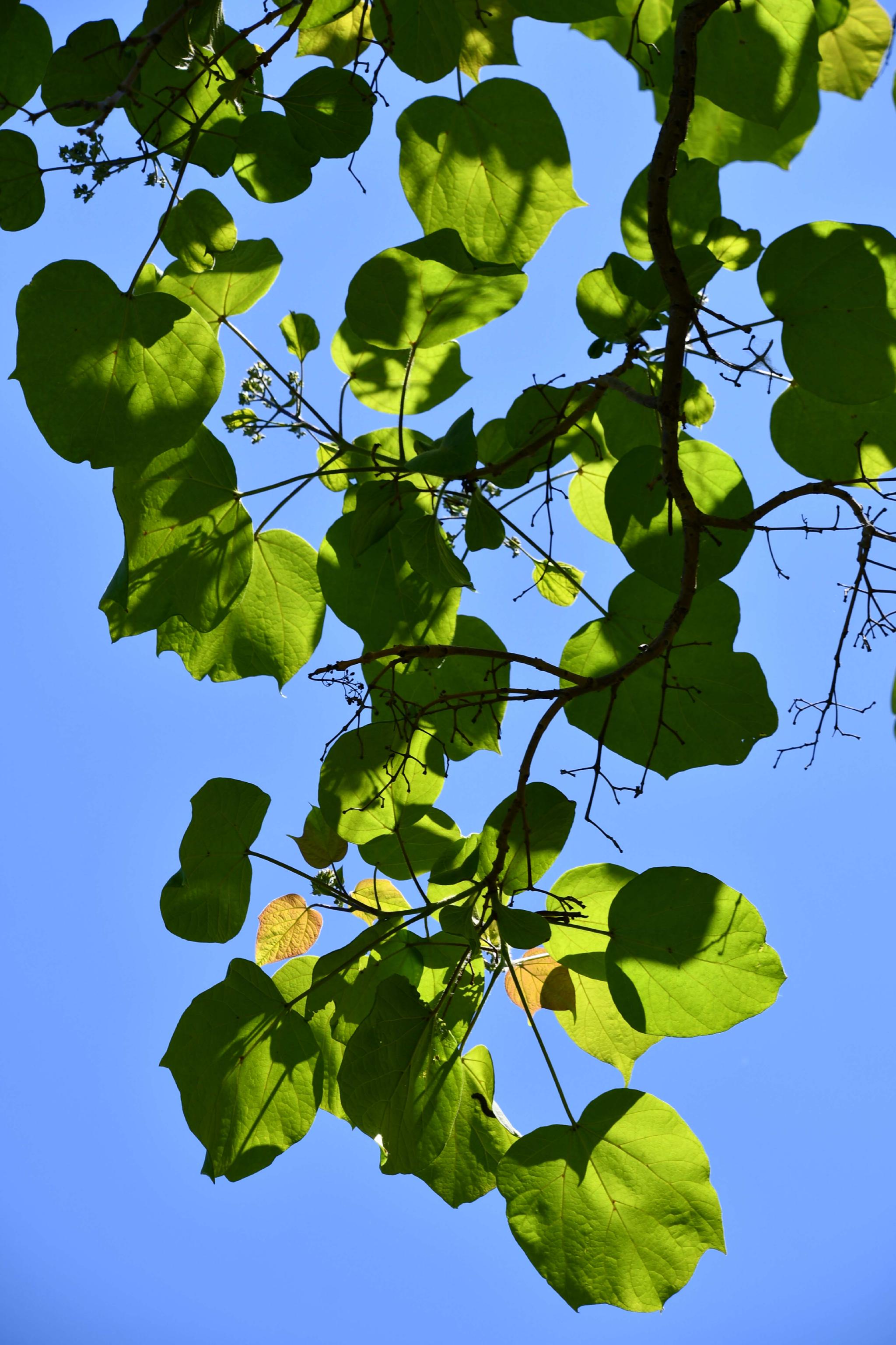 阳光下的梓树叶原创拍摄