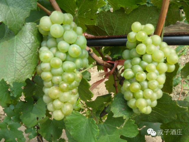 葡萄品种——玫瑰香葡萄品种——赤霞珠2007年初,在征求专家意见并