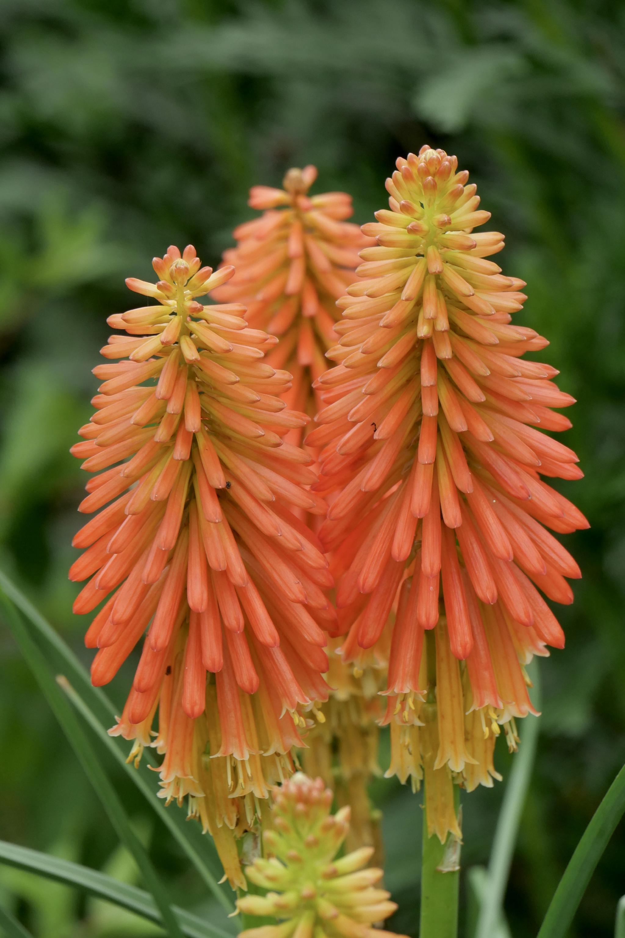 花卉植物火炬花中科院武汉植物园