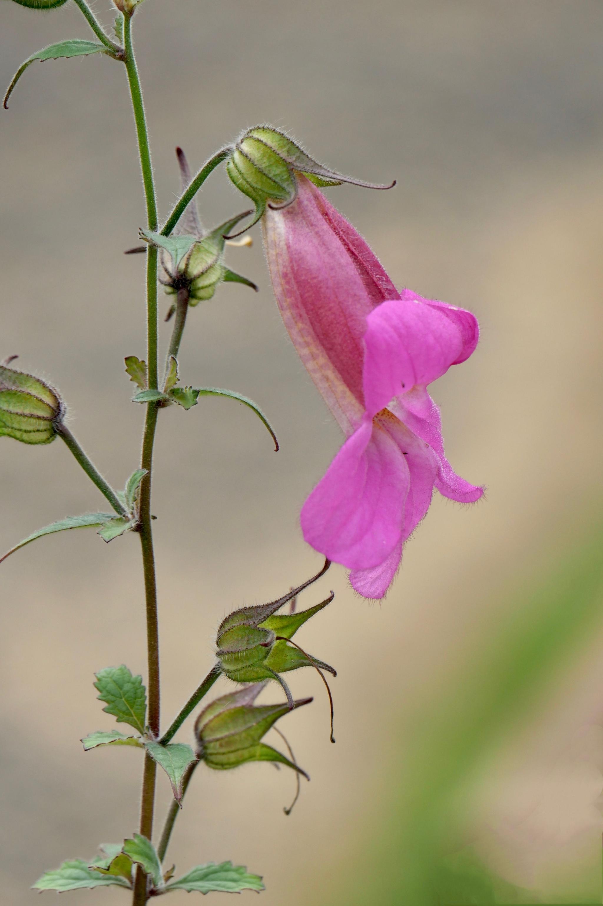 花卉植物--天目地黄(中科院武汉植物园)_高清图集_新浪网