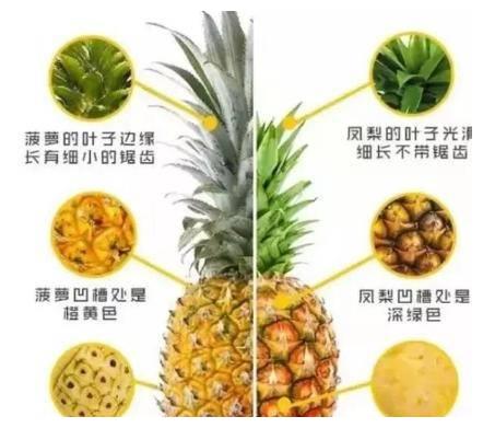 美食界的5对"双胞胎",一个贵族一个平民,你都能分得清楚吗?