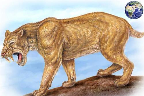 为什么剑齿虎会突然灭绝?看完你就知道了.