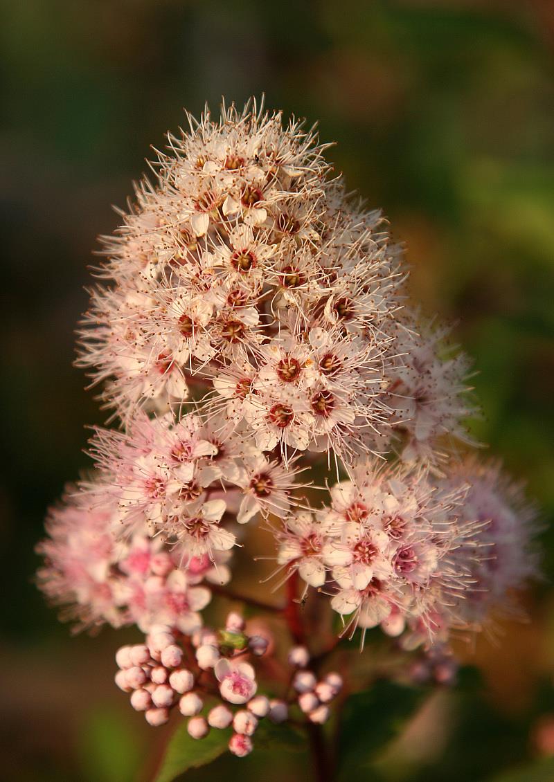 有丰富季相变化的金焰绣线菊一年四季有哪些叶色变化呢