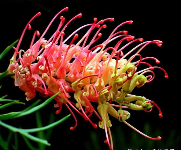 观众老爷们,你们知道红花银桦表达着什么情感吗?