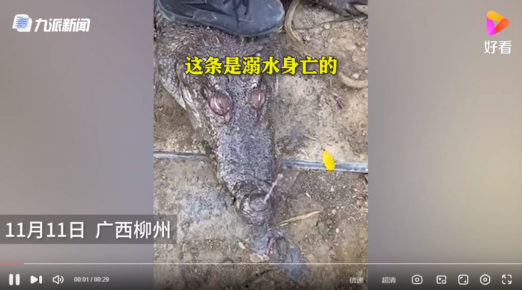 活久见!200斤鳄鱼被吓后待水里溺死 真相是……休闲区蓝鸢梦想 - Www.slyday.coM 活久见!200斤鳄鱼被吓后待水里溺死 真相是……休闲区蓝鸢梦想 - Www.slyday.coM