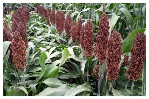 高粱既然是一种粮食为什么现在很少有人种植了是没有人吃吗