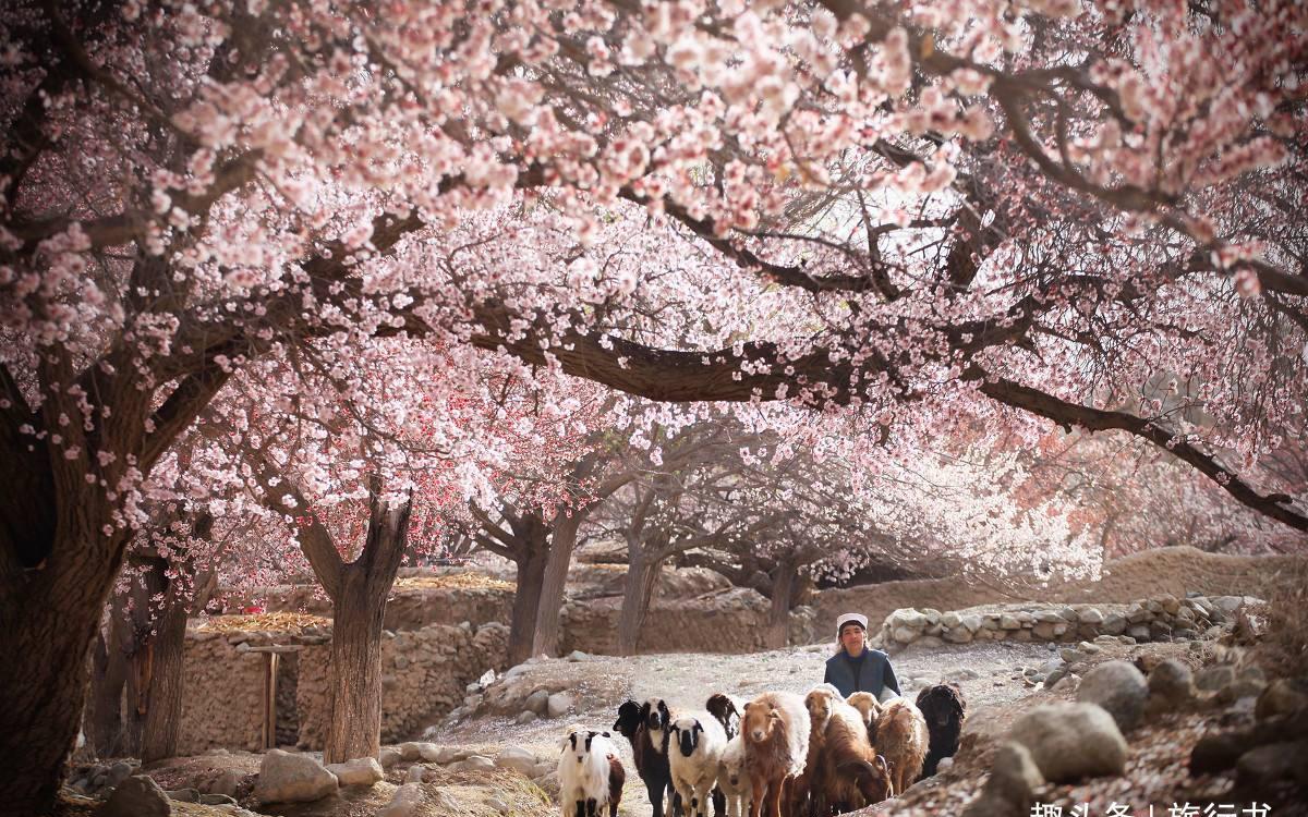 最美的杏花村:地处中国最偏远的地方,犹如现实版的世外桃源
