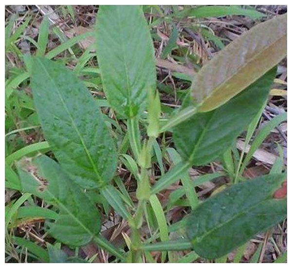 图片来源网络咸鱼草又名葫芦叶,牛虫草,百劳舌,迫劲草,田刀柄,百劳利