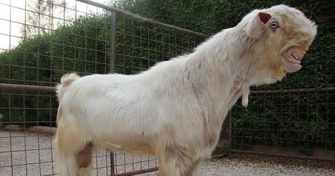 世界最丑山羊,被称羊界"兰博基尼",网友:这是长残了?