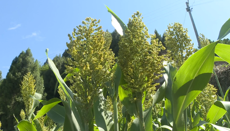 破茧成蝶后怎样绽放？南充嘉陵的龙蟠这个动作背后包裹着啥名堂…休闲区蓝鸢梦想 - Www.slyday.coM