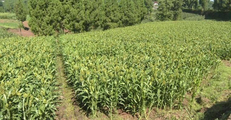 破茧成蝶后怎样绽放？南充嘉陵的龙蟠这个动作背后包裹着啥名堂…休闲区蓝鸢梦想 - Www.slyday.coM