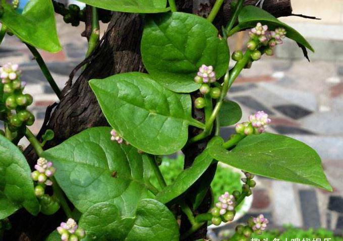 此花娇小玲珑,清新的花色呈现出其独一无二的魅力,格外惹人喜爱|落葵