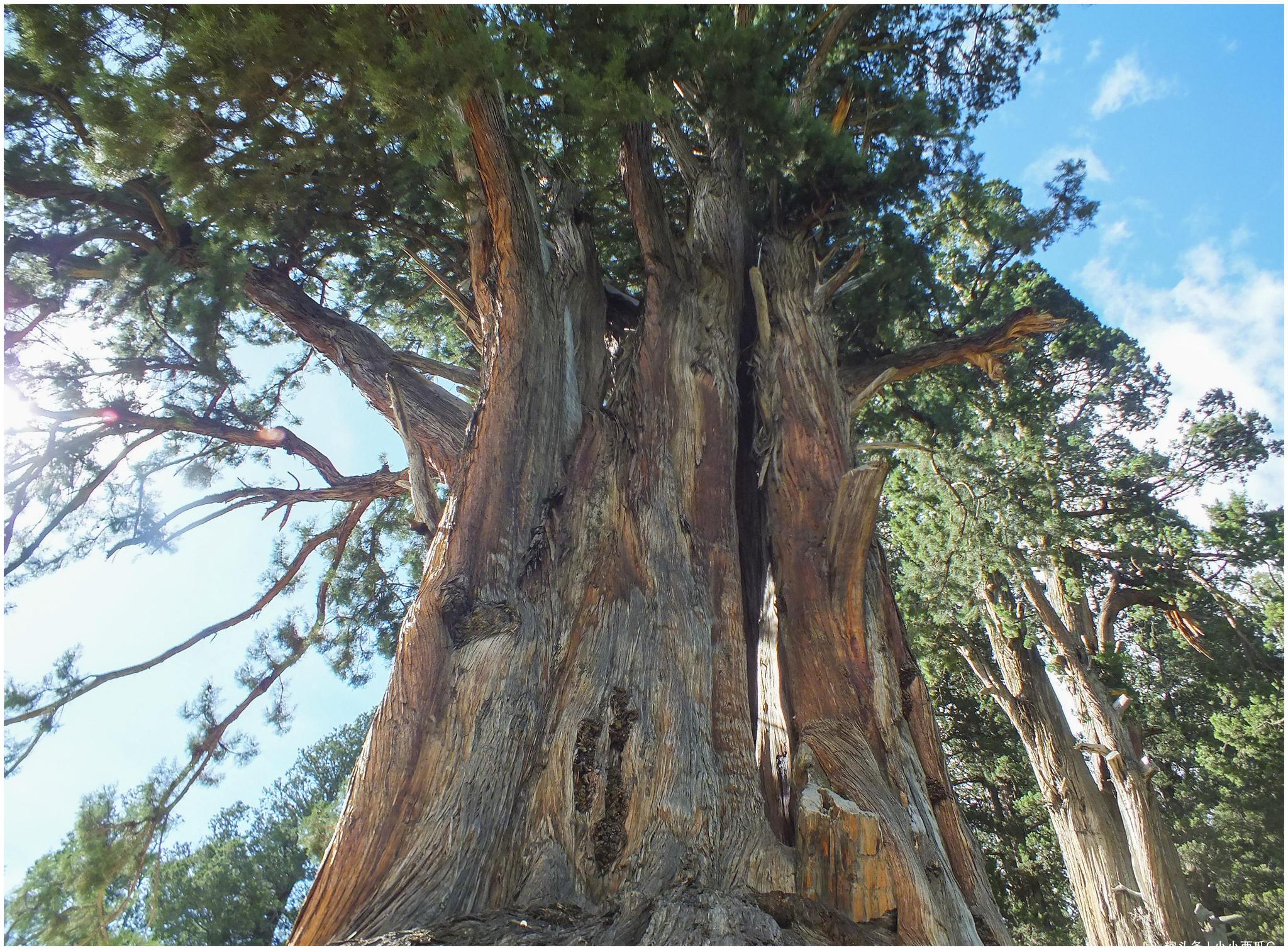 国内唯一的柏树王园林,由广东援助建立,成了西藏林芝特色旅游点