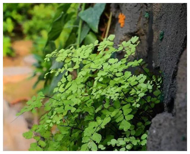 农村常见的铁线草煮水原来有这么多作用若遇见记得带回家