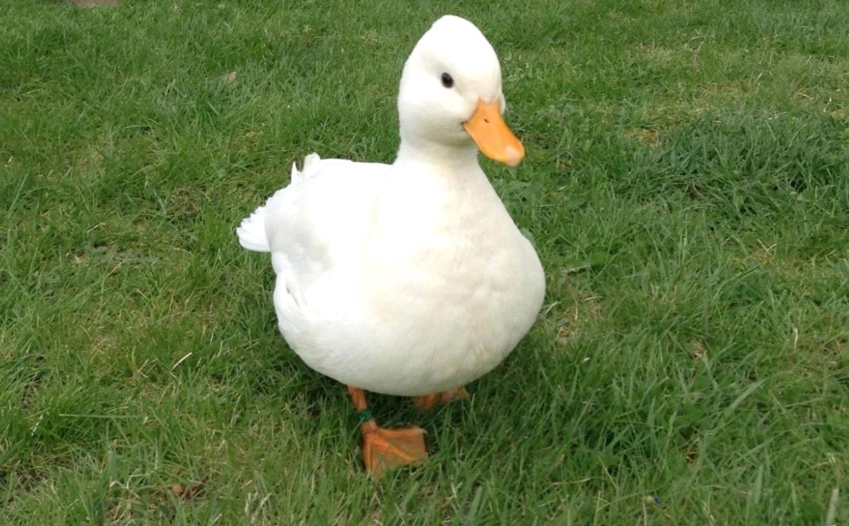 外形可爱的柯尔鸭被部分人当做宠物其实有三点缺点