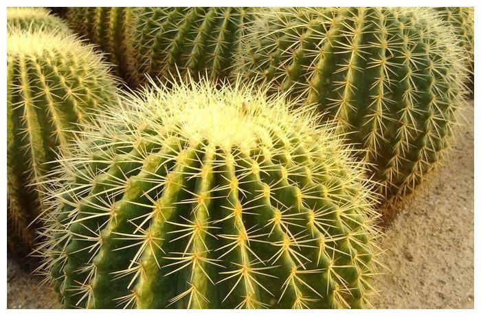 仙人掌露养秘诀放在外面也不用管