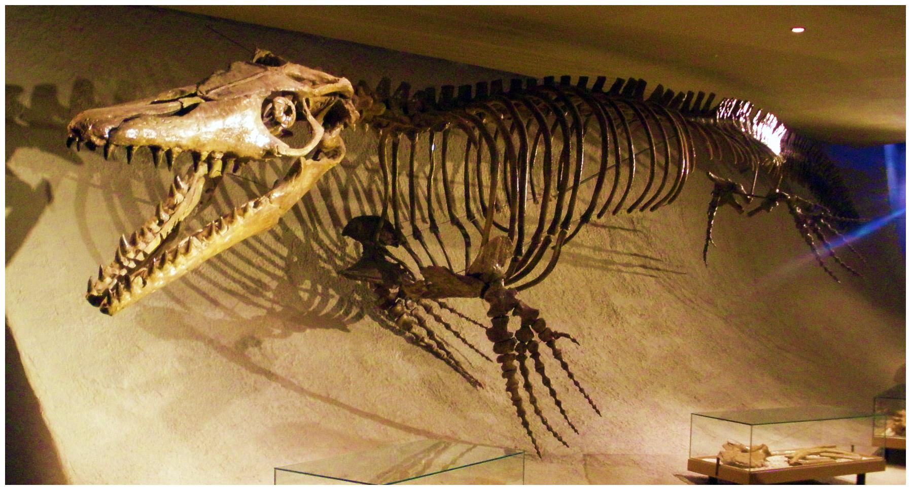 白垩纪海洋中的绝对统治者,海洋沧龙,到底有多可怕?