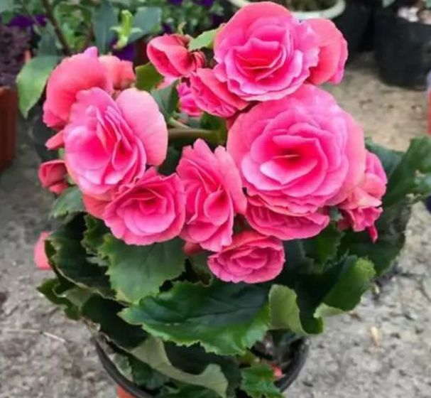 新手养花 不如养盆花中精品 丹麦风铃草 繁花柔媚 婀娜多姿