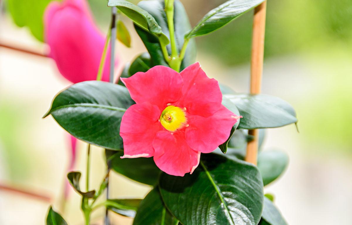 红蝉花不开花怎么办 找准病灶一对一解决方能盛开