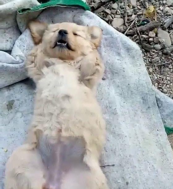 小土狗一睡觉就"躺尸",四脚朝天毫不设防