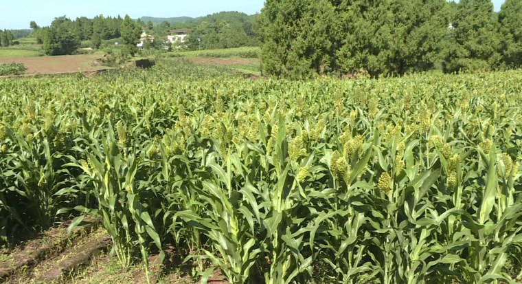 破茧成蝶后怎样绽放？南充嘉陵的龙蟠这个动作背后包裹着啥名堂…休闲区蓝鸢梦想 - Www.slyday.coM