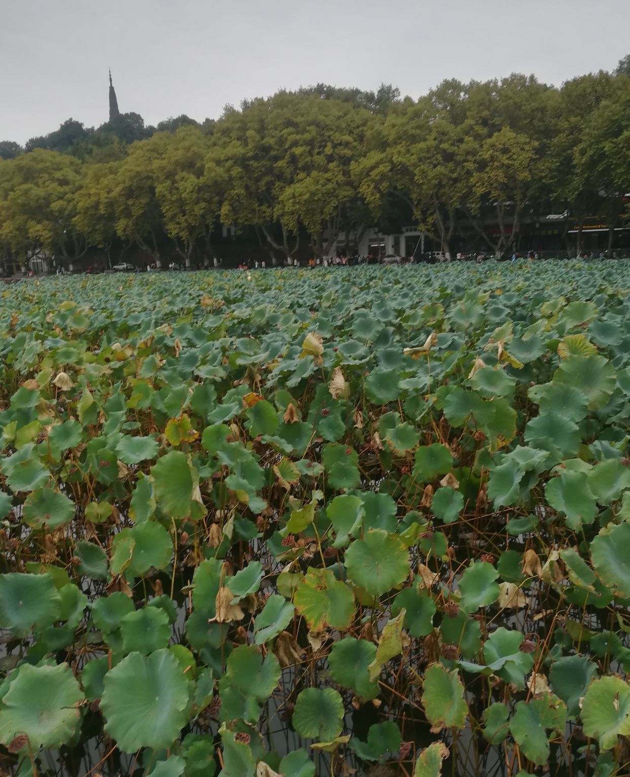 曲曲折折的荷塘上面,弥望的是田田的叶子