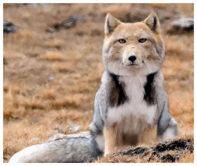 时代少年团动物颜值丁程鑫像鲶鱼刘耀文像牛而他像老鼠