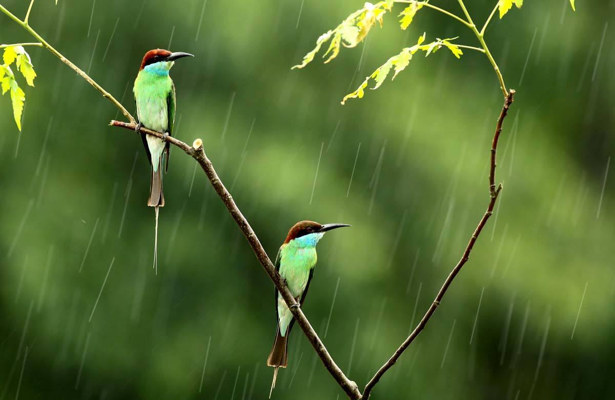 雨中的小鸟写真唯美可爱插画图片-千库网