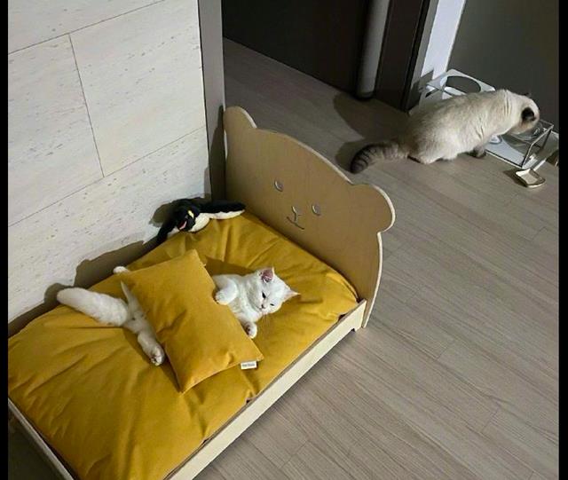 网友给猫买了个新猫窝它躺在上面一动不动地发呆有啥心事呀