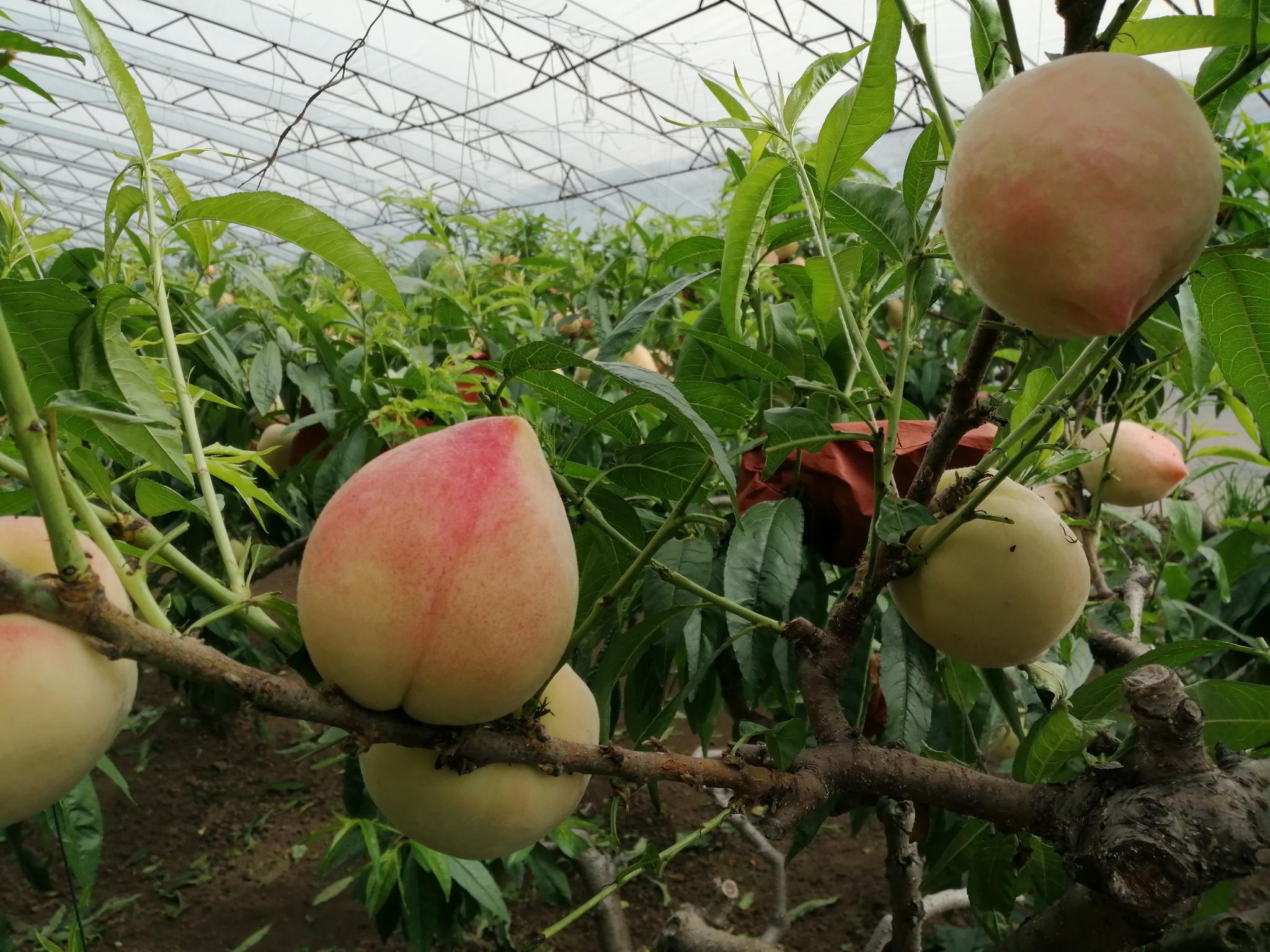 全镇共有棚桃种植面积40余亩,冷棚30余栋,有毛桃,油桃,黄桃等.